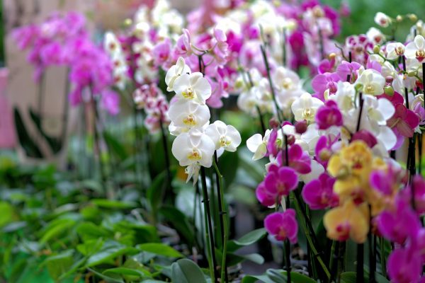 valle orchidee vallo di diano