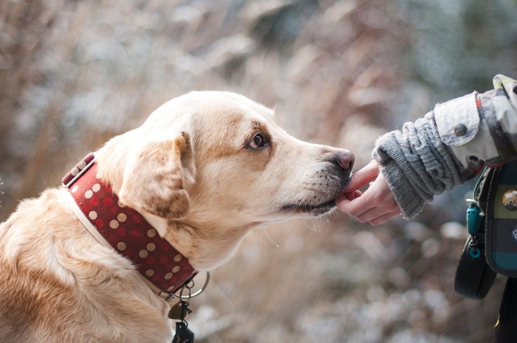 sterilizzazione-cani-monte-san-giacomo